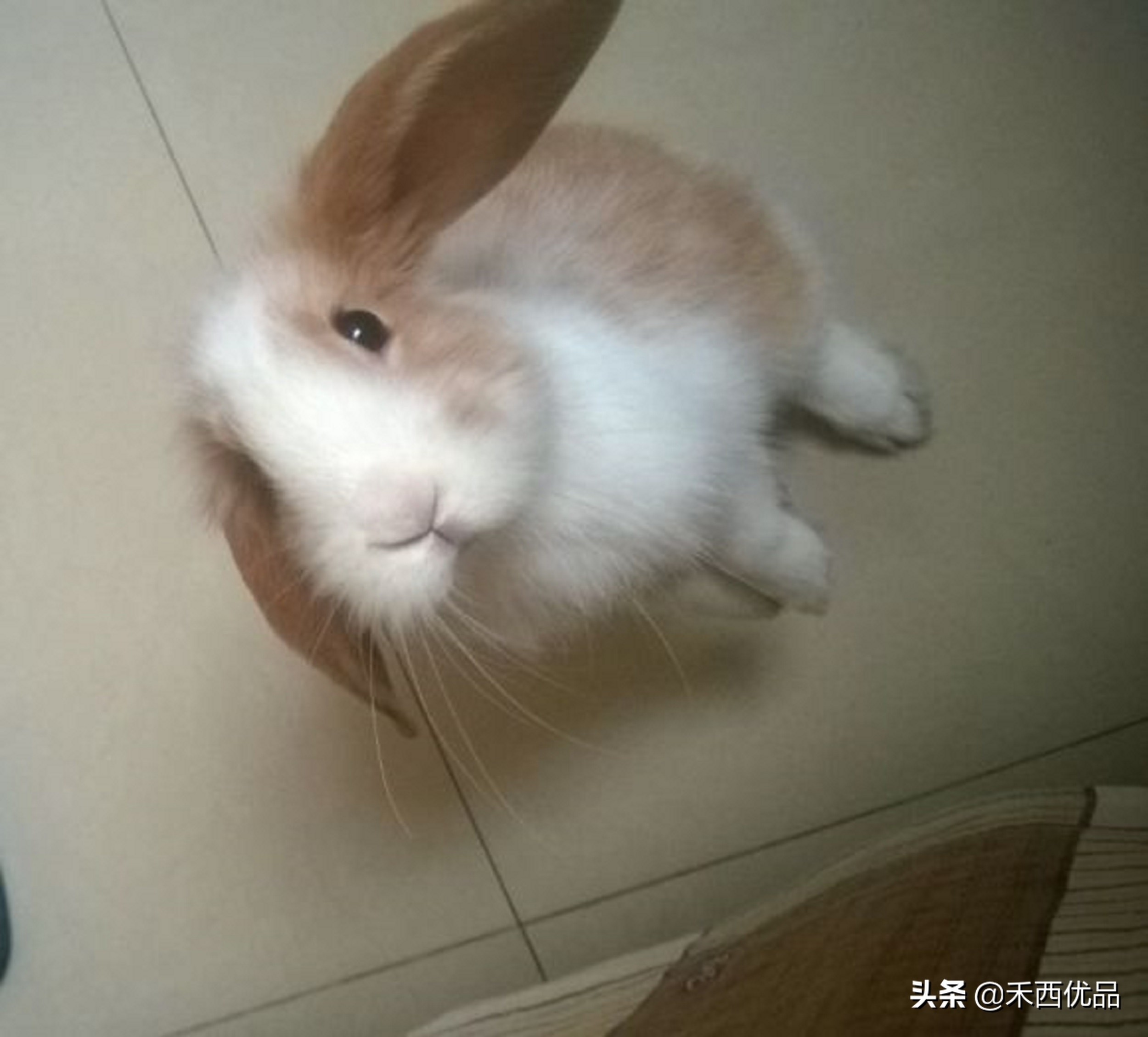 养宠物兔容易得什么病,养宠物兔造成主人贫血