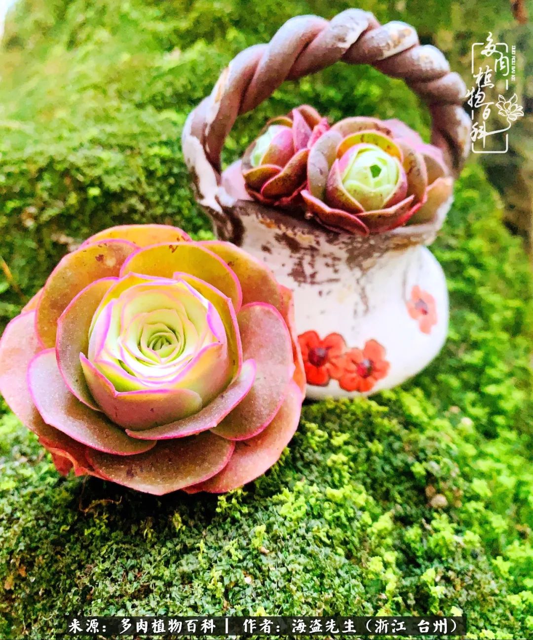 山地玫瑰养护顺口溜,山地玫瑰的养护种植注意事项视频