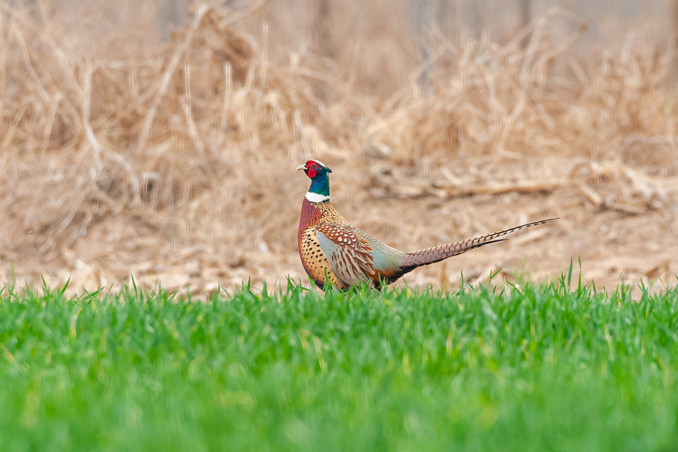 尼康200-500f5.6vr,尼康200-500mmf5.6评测