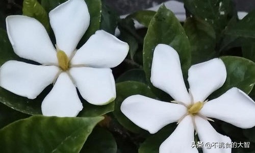 哪些鲜花可以食用,可以吃的鲜花有哪些