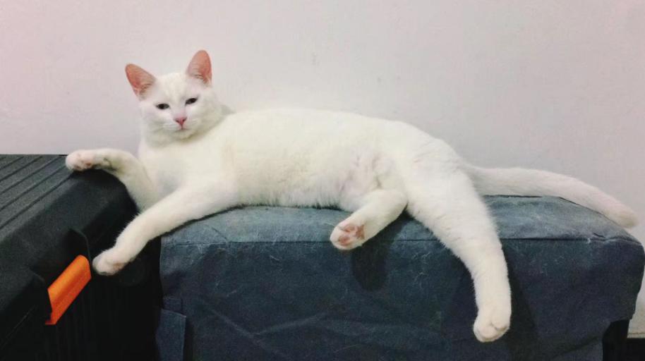 田园猫也是一条生命,中华田园猫中最稀有的田园猫排名