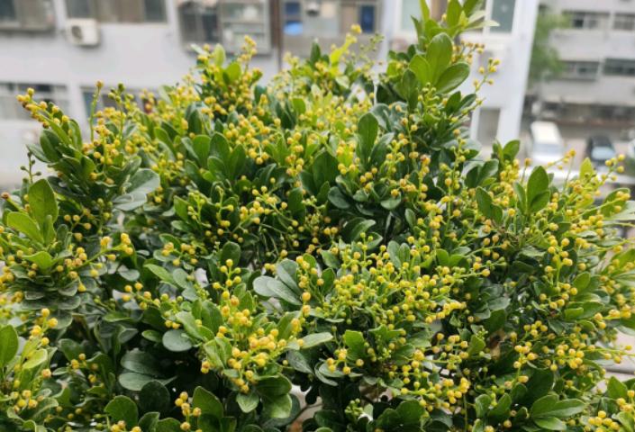 米兰花如何养才能重香味,米兰花一年四季应如何养护