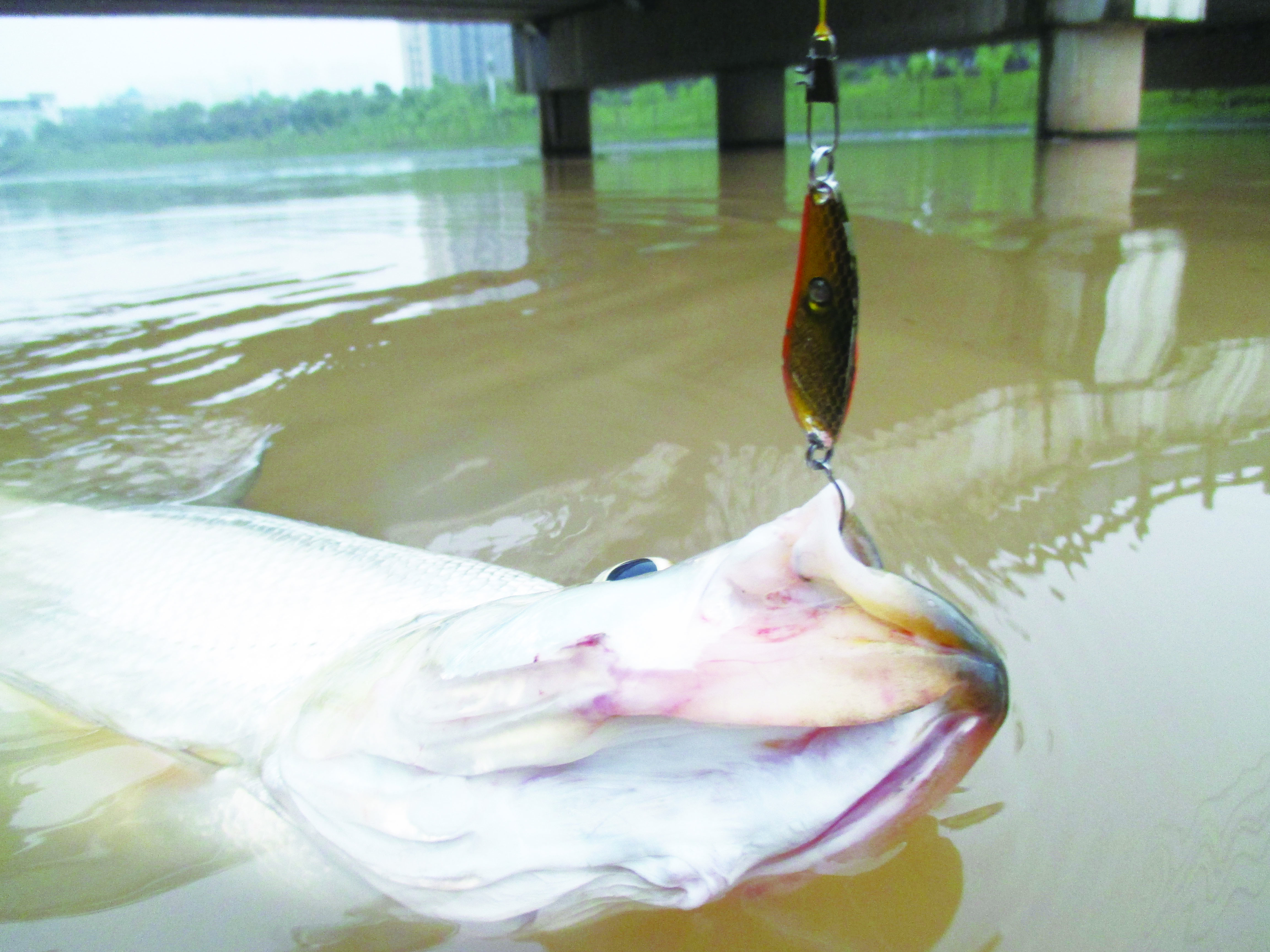 玩路亚第一天上鱼,玩路亚几年的变化