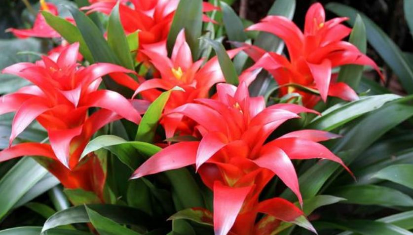 室内可以养的十大吉祥花,最好养的吉祥花有哪些