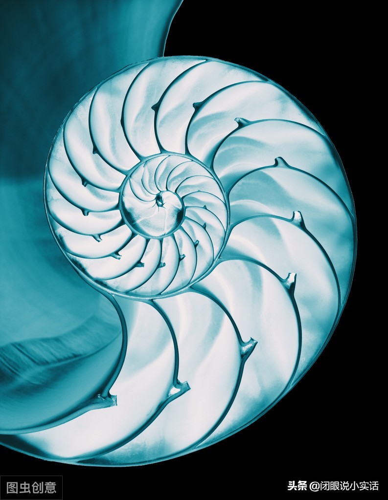 史前活化石鹦鹉螺,世界十大活化石鹦鹉螺