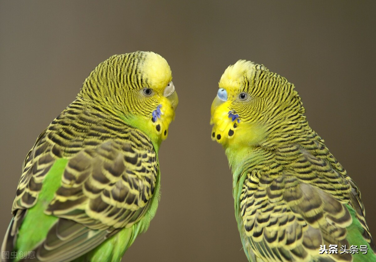 新手养虎皮鹦鹉教程,新手怎么给虎皮鹦鹉洗澡