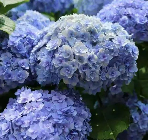 绣球花大苗新品种,春季开花的绣球花品种