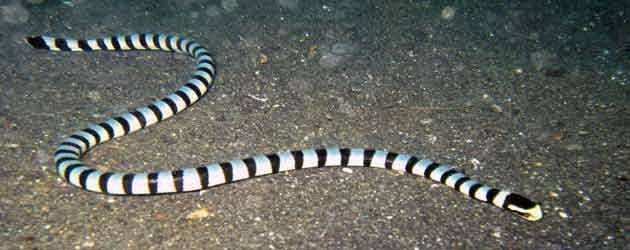 东北有毒蛇么,有毒的蛇图片有哪些