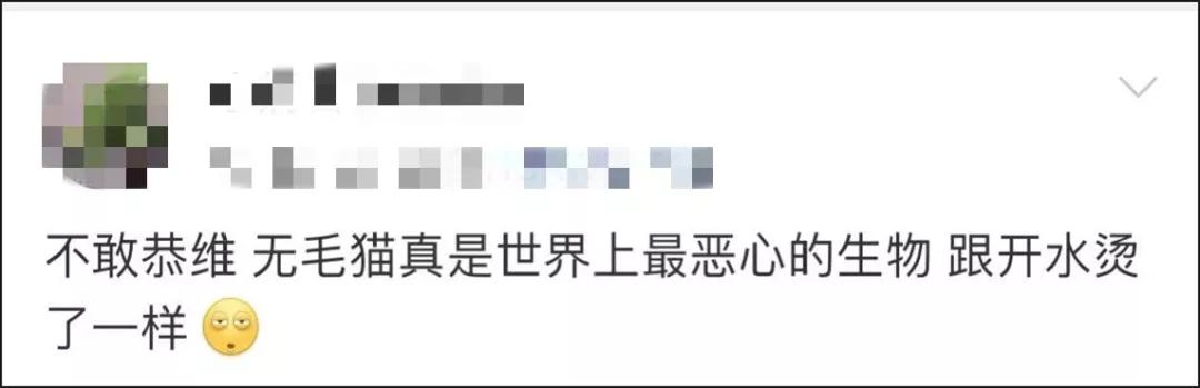 无毛猫为什么那么恶心,无毛猫很难让人接受