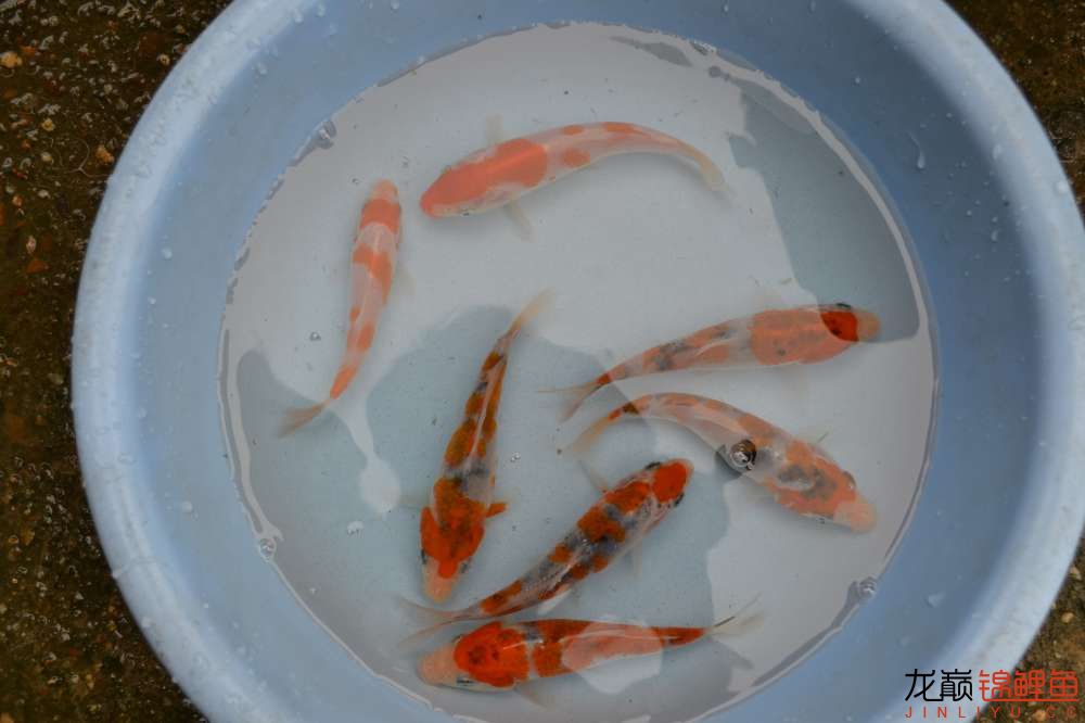 锦鲤苗成长,日本锦鲤水花苗成长