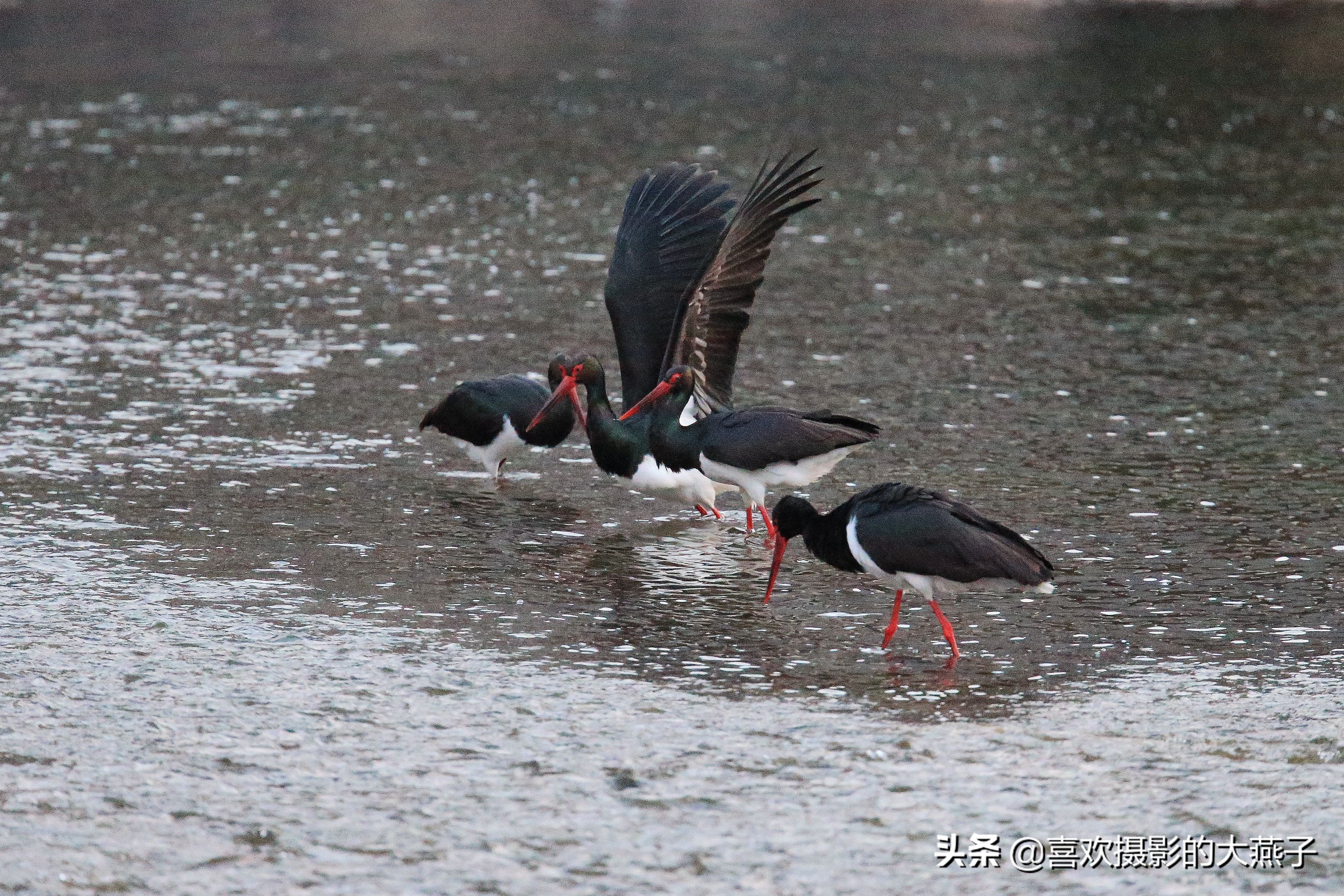 珍稀鸟类黑鹳来到河北井陉县越冬,房山十渡有什么野生动物