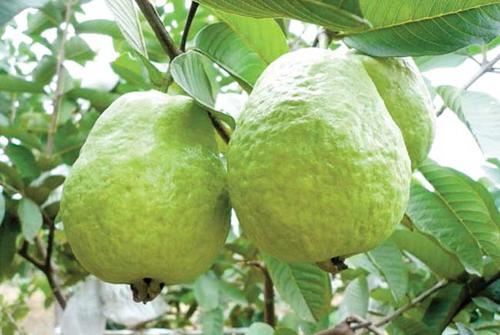 它外面像不熟的,里面像西瓜,广东人喊它“鸡屎果”,你吃过吗?