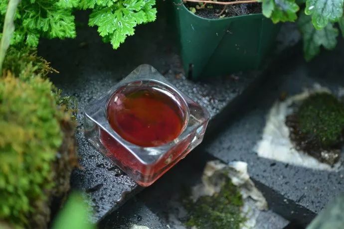 驱蚊草真的可以驱蚊子吗,驱蚊草能治蚊虫吗