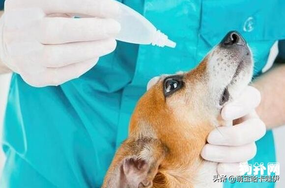 比熊犬有泪痕了怎么办,比熊犬出现泪痕该怎么办