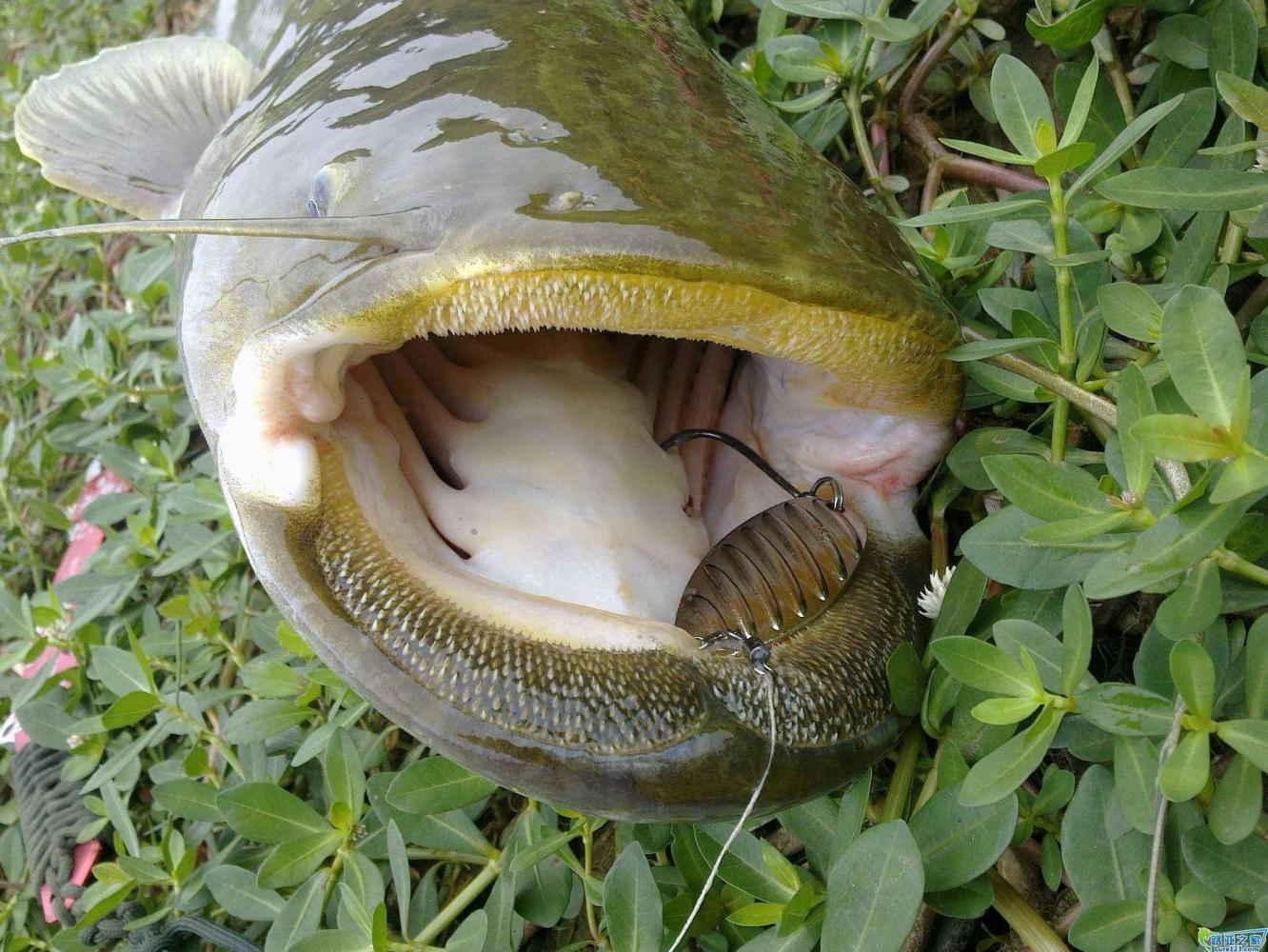 鲶鱼如何打窝垂钓,垂钓鲶鱼的技巧有哪些