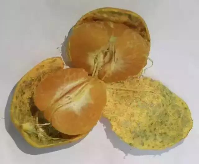 柑橘知识科普,柑桔知识