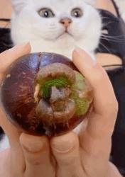 猫咪爪垫红肿怎么办,猫咪的爪垫会蜕皮吗