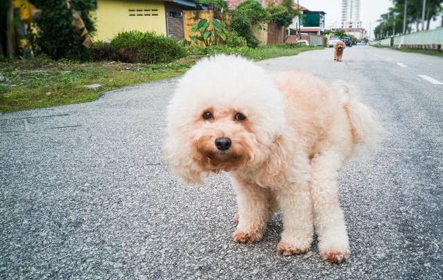 为什么狗狗便便后后腿蹬地,为什么狗狗排便前喜欢转圈圈