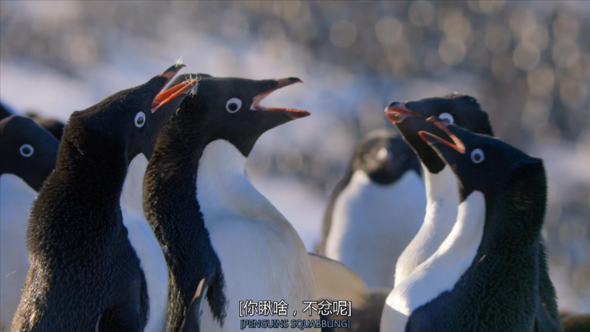 大过年的，被这些小萌萌给笑掉了头