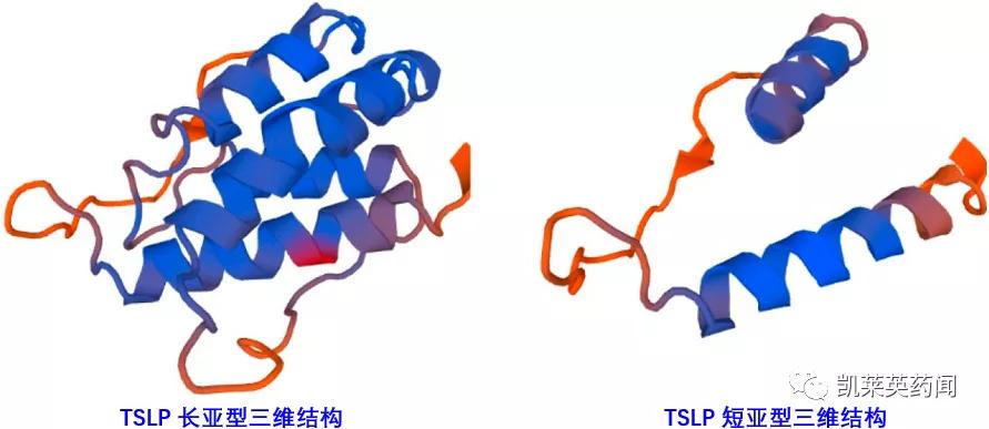 tslp是什么,tslp哮喘新药