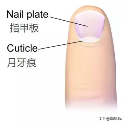 指甲上没月牙有横线长倒刺,关于指甲的科普指甲上的疾病视频