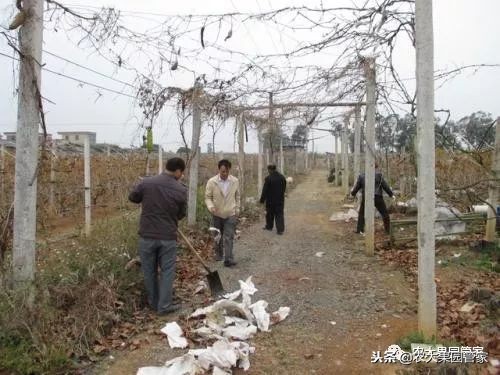 春季病虫害防治几月最佳,秋冬季树木病虫害用什么药