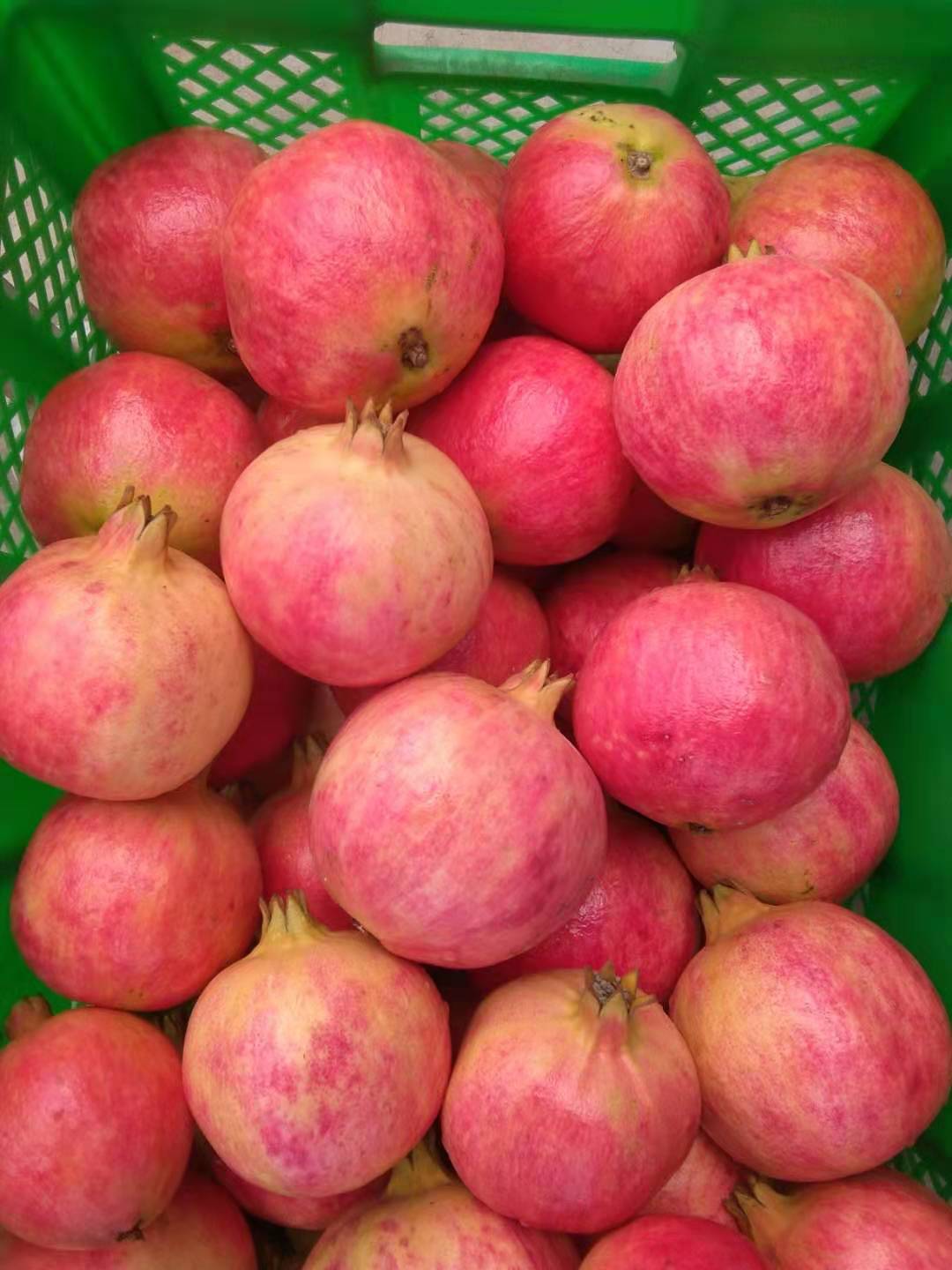 颗颗饱满粒粒爆汁突尼斯软籽石榴,正宗四川软籽突尼斯石榴不吐籽