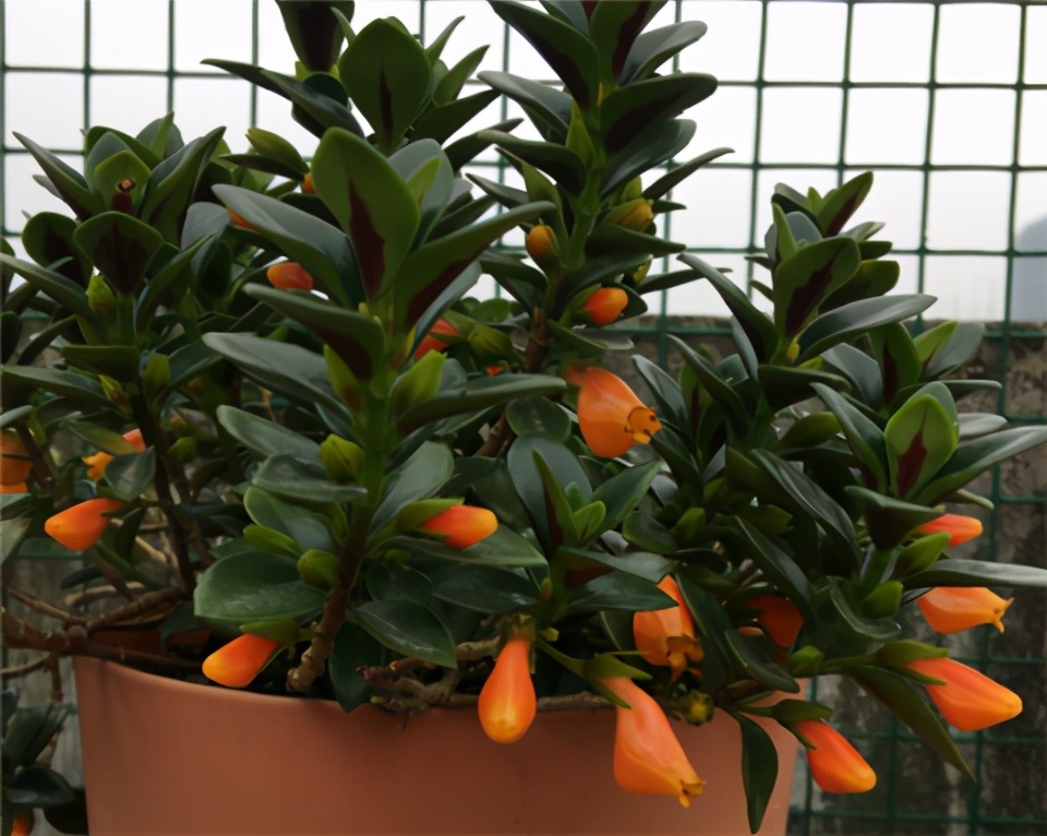 金鱼吊兰冬天怎么养才能活,金鱼吊兰冬天怎么养最合适