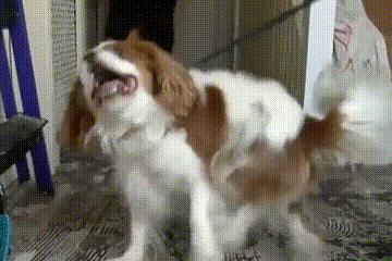 人类宠物到底有多可爱,人类为何喜爱人造宠物