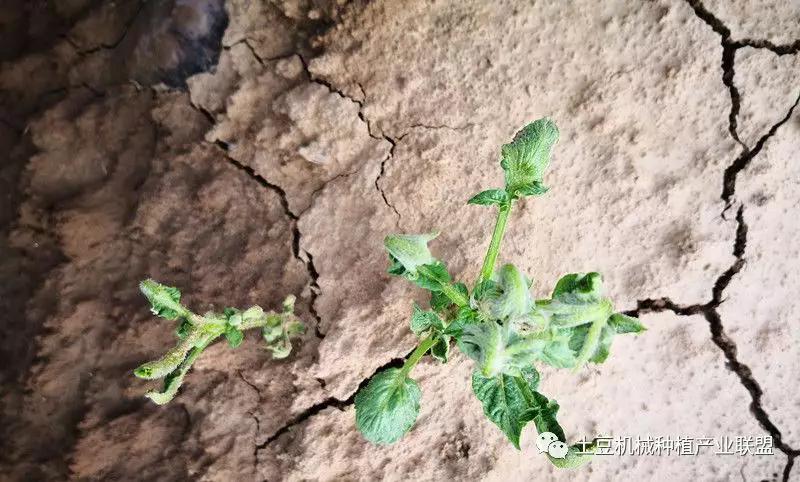 灭草松除草剂对马铃薯药害,马铃薯药害的一般症状图片