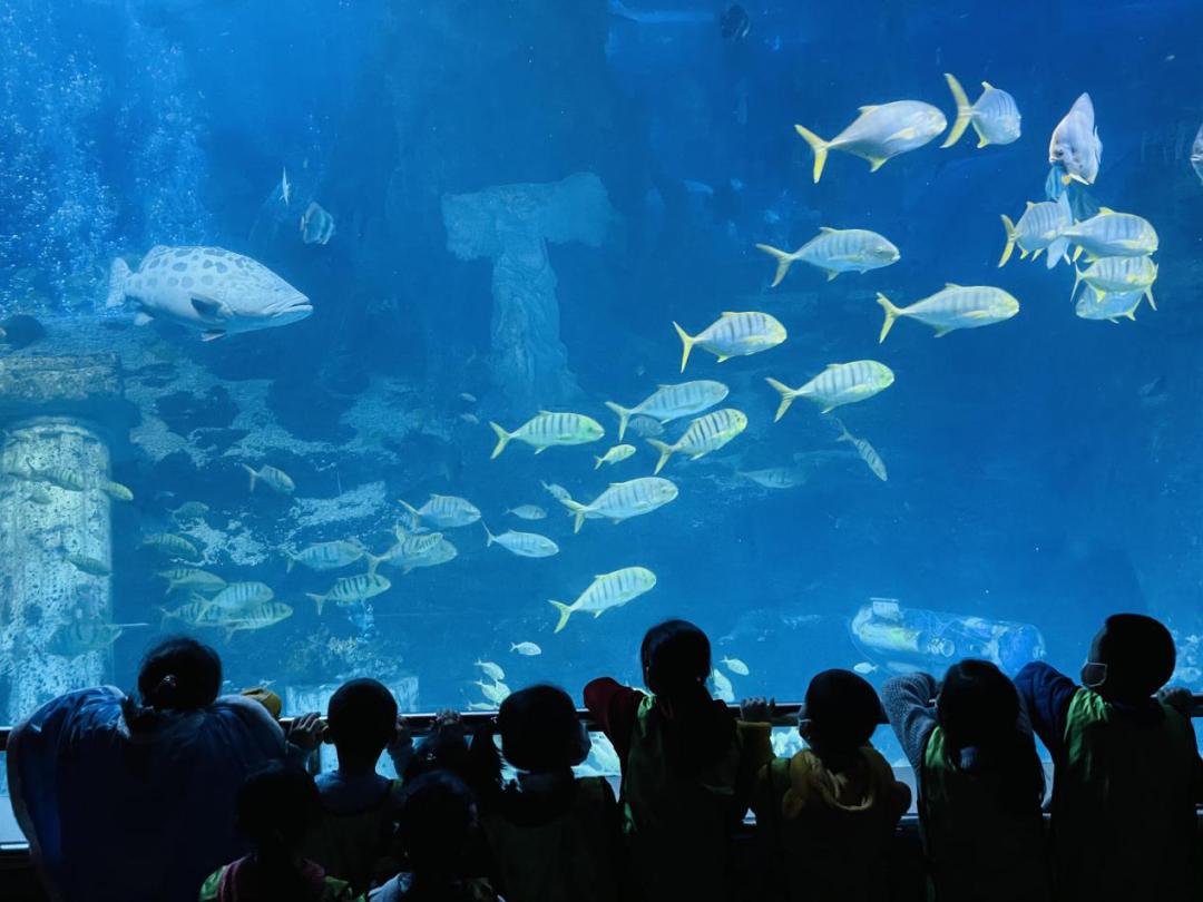 海洋馆奇妙夜,海洋馆探索海洋世界