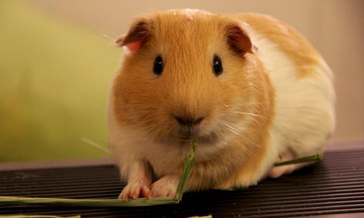 荷兰你不知道的10个冷知识,荷兰100条冷知识