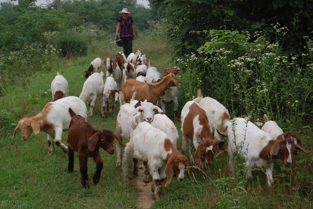 魂牵梦萦的桂花村（云樵）