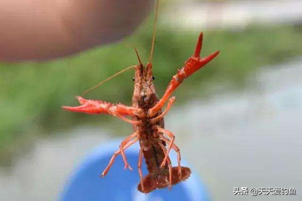 小龙虾垂钓怎么钓,小龙虾钓法实战技巧