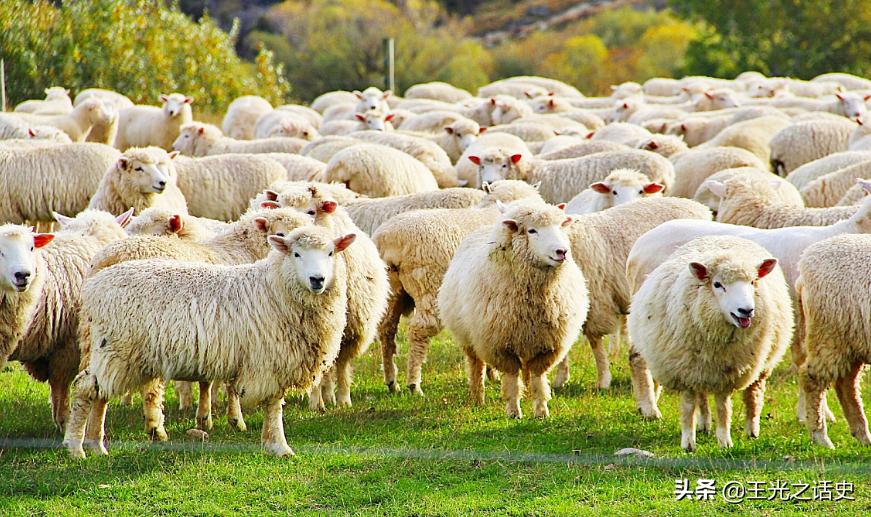 新西兰那么闲为什么是发达国家,新西兰这个国家靠什么发展的经济