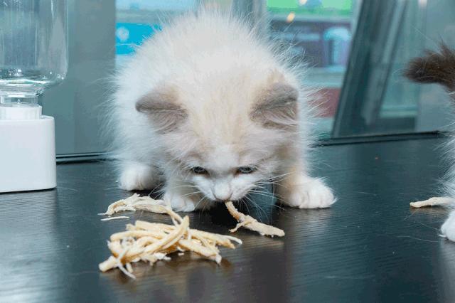 39.9元羊驼,羊驼门票抖音团购