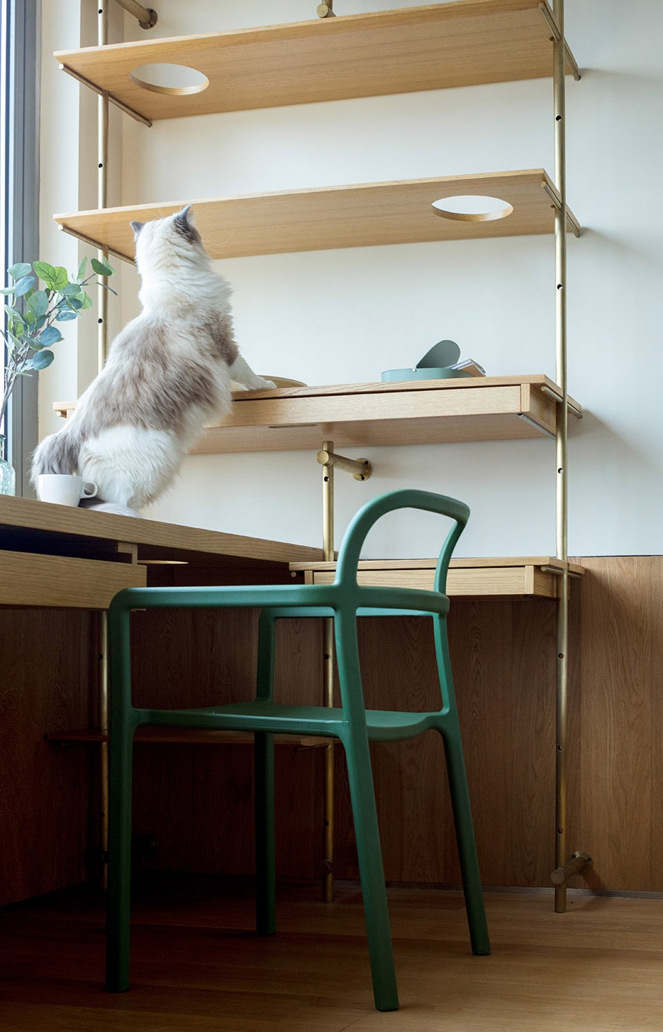 40平米一人一猫之家,一人一猫生活馆