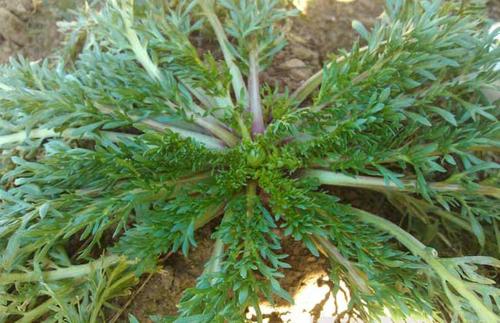 南美玛卡天然滋补,南美玛卡保健品