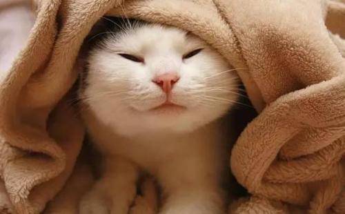 小猫咪喝了酸奶拉稀怎么办,养宠小知识猫咪呕吐拉稀怎么办