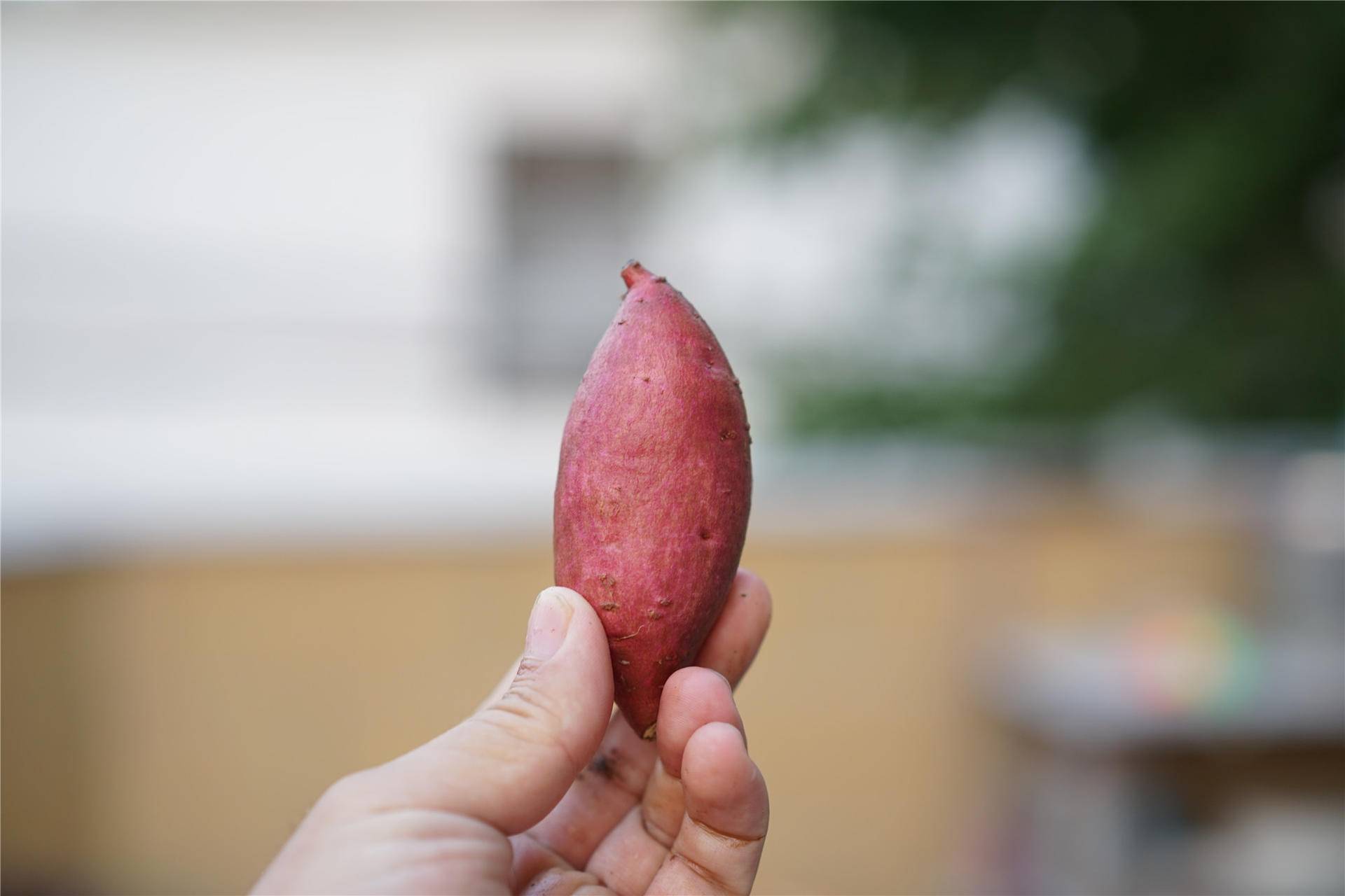 飞利浦亮白电动牙刷好用不,飞利浦电动牙刷2471哪个模式好用