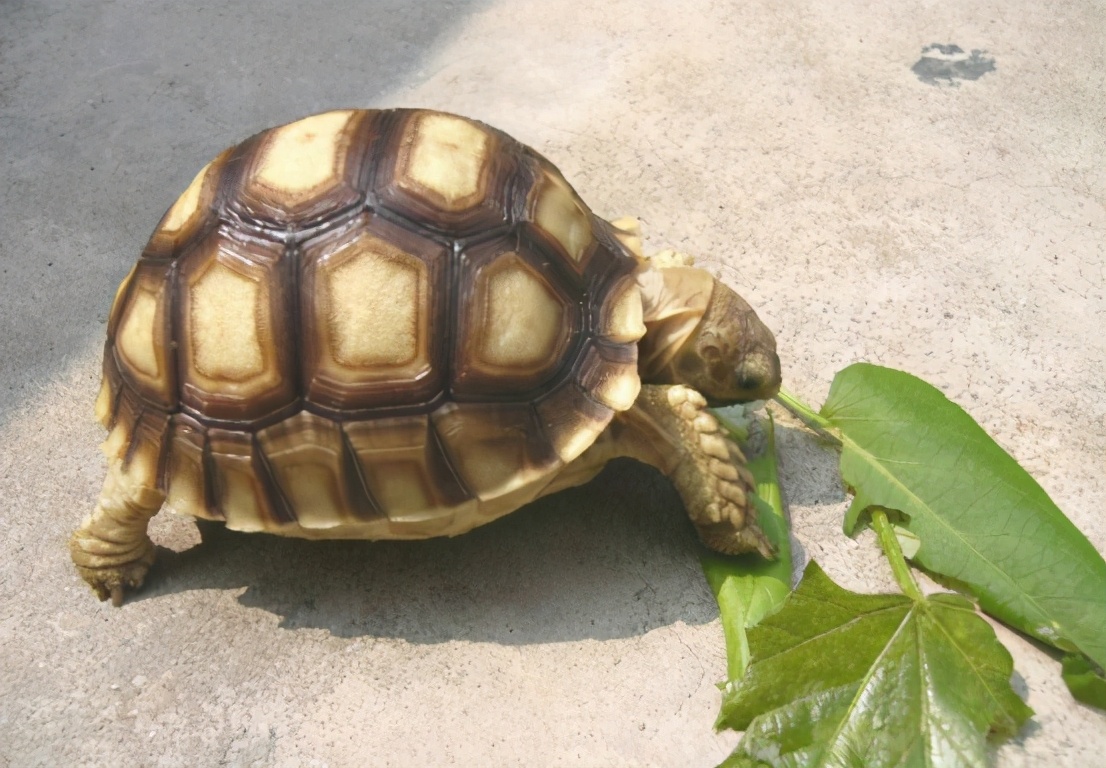 抓到一只700斤的大乌龟,长江挖出巨型乌龟是真的吗