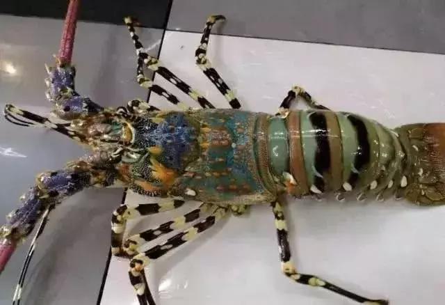 世界上最贵的海鲜十大排名及价格,全球公认的十大最贵海鲜