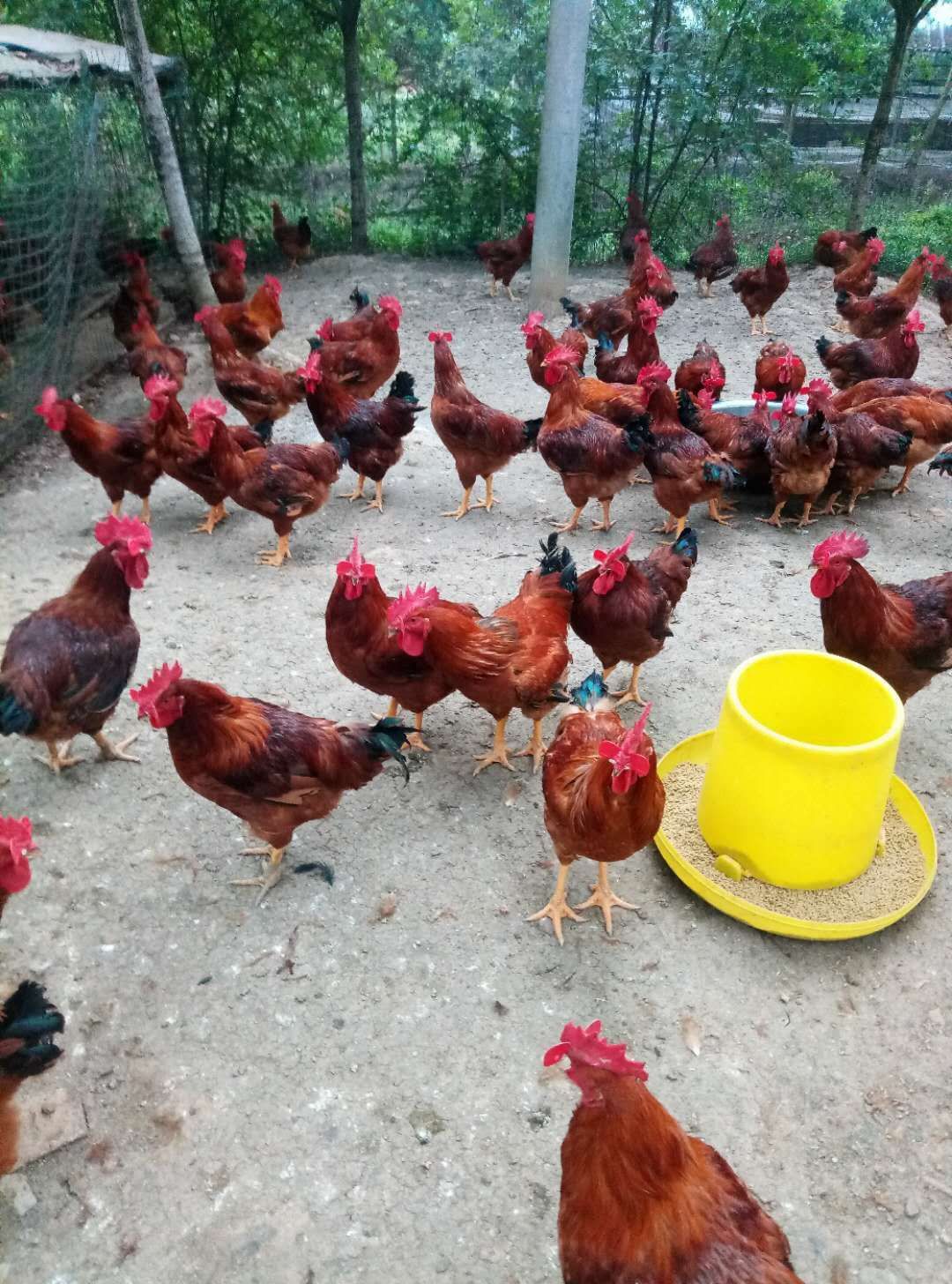 刚开产蛋鸡出现啄肛如何预防治疗,小鸡啄羽啄肛是怎么回事用什么药