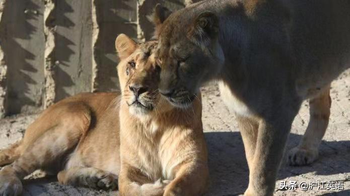 外国疫情下的大熊猫,英国大熊猫被送回中国