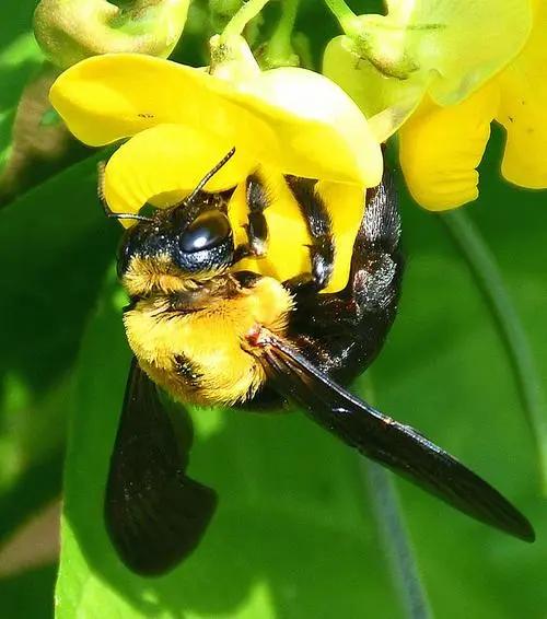 北方常见的昆虫科普知识大全集,南方动植物昆虫实物图鉴