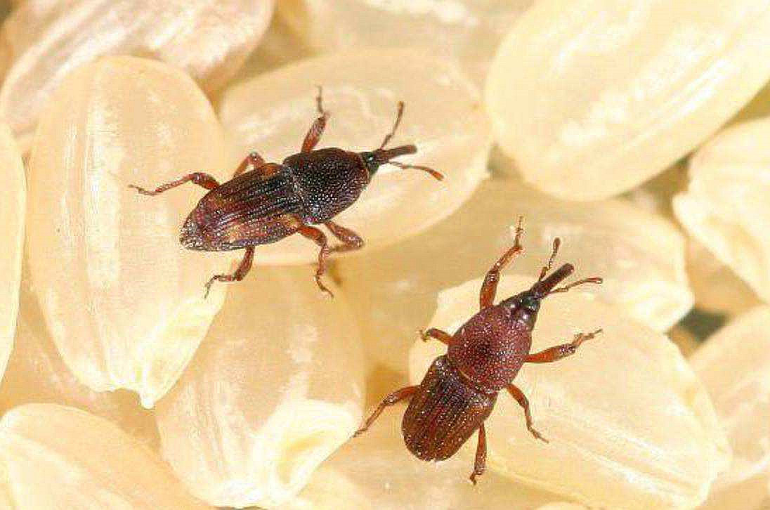 夏天大米生虫子怎么去除,夏天大米容易生虫怎么预防