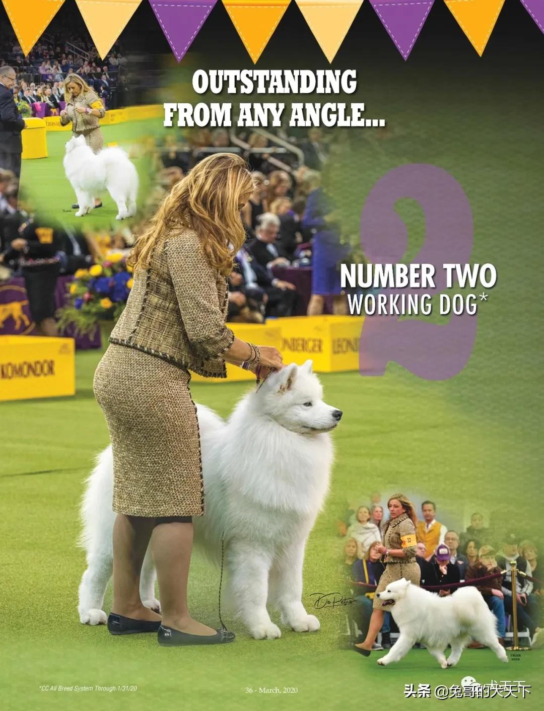 akc柴犬,2022年美国akc犬展冠军