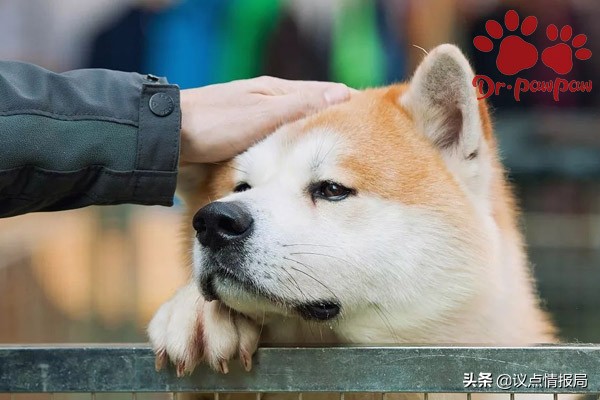 威洛特宠物,威洛特宠物狗