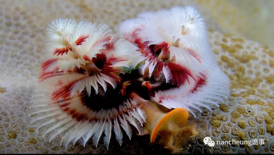 深海迷航第49天神秘生物,深海海底神秘的10种生物