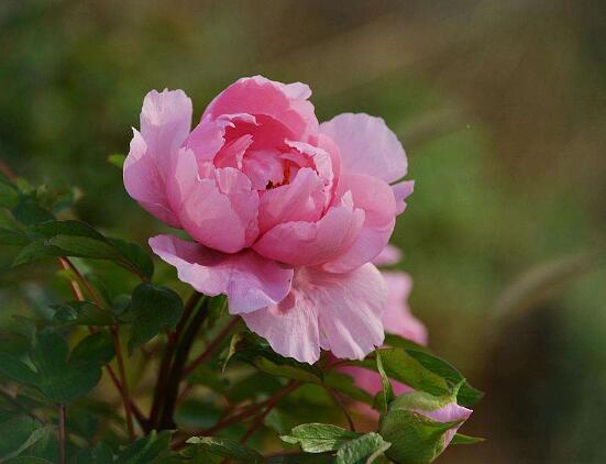 牡丹花烂根怎么补救,牡丹花烂根怎么解决
